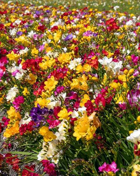 Freesia Double Mix3